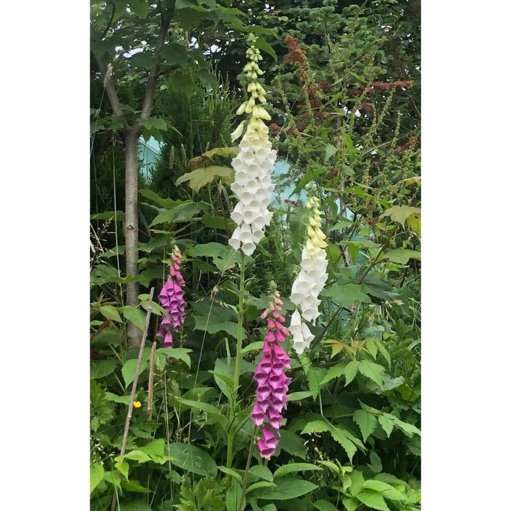 100 Foxglove seeds, harvested in September 2024 - Picture 2 of 2